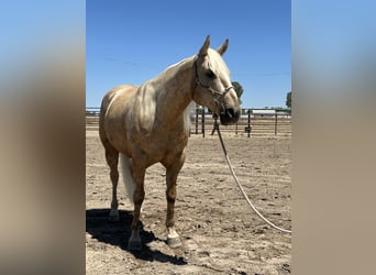 American Quarter Horse, Gelding, 7 years, 15,1 hh, Palomino