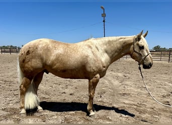 American Quarter Horse, Gelding, 7 years, 15,1 hh, Palomino