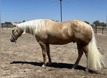American Quarter Horse, Gelding, 7 years, 15,1 hh, Palomino