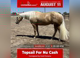 American Quarter Horse, Gelding, 7 years, 15,1 hh, Palomino