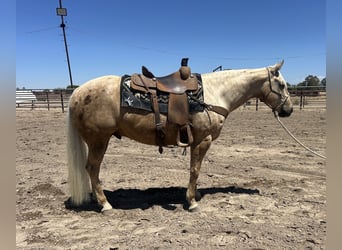 American Quarter Horse, Gelding, 7 years, 15,1 hh, Palomino