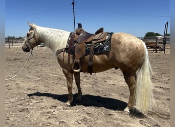 American Quarter Horse, Gelding, 7 years, 15,1 hh, Palomino
