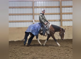 American Quarter Horse, Gelding, 7 years, 15,1 hh, Pinto