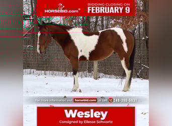 American Quarter Horse, Gelding, 7 years, 15,1 hh, Pinto