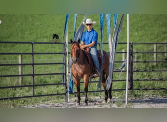 American Quarter Horse, Gelding, 7 years, 15,1 hh, Roan-Bay