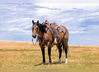 American Quarter Horse, Gelding, 7 years, 15,1 hh, Roan-Bay