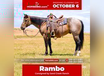 American Quarter Horse, Gelding, 7 years, 15,1 hh, Roan-Bay