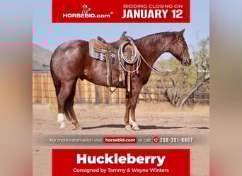 American Quarter Horse, Gelding, 7 years, 15,1 hh, Roan-Red