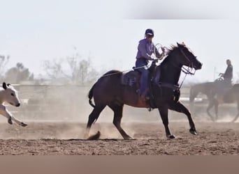American Quarter Horse, Gelding, 7 years, 15,1 hh, Roan-Red