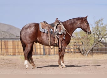 American Quarter Horse, Gelding, 7 years, 15,1 hh, Roan-Red