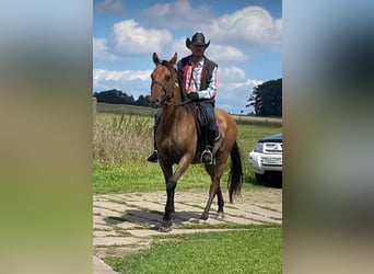American Quarter Horse Mix, Gelding, 7 years, 15,2 hh, Brown