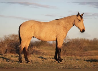 American Quarter Horse, Gelding, 7 years, 15,2 hh, Buckskin