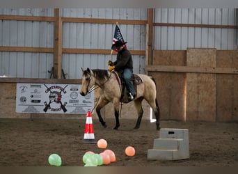 American Quarter Horse, Gelding, 7 years, 15,2 hh, Buckskin
