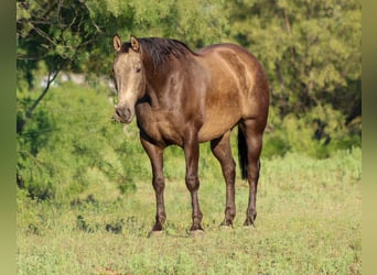 American Quarter Horse, Gelding, 7 years, 15,2 hh, Buckskin