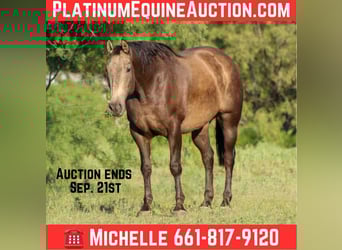 American Quarter Horse, Gelding, 7 years, 15,2 hh, Buckskin