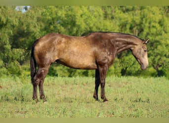 American Quarter Horse, Gelding, 7 years, 15,2 hh, Buckskin