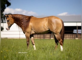 American Quarter Horse, Gelding, 7 years, 15,2 hh, Dun