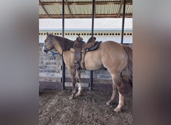American Quarter Horse, Gelding, 7 years, 15,2 hh, Dun