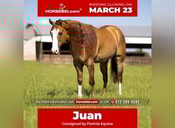 American Quarter Horse, Gelding, 7 years, 15,2 hh, Dun