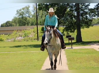 American Quarter Horse, Gelding, 7 years, 15,2 hh, Gray
