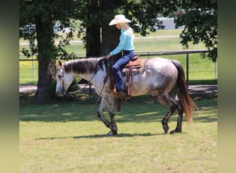 American Quarter Horse, Gelding, 7 years, 15,2 hh, Gray