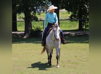 American Quarter Horse, Gelding, 7 years, 15,2 hh, Gray