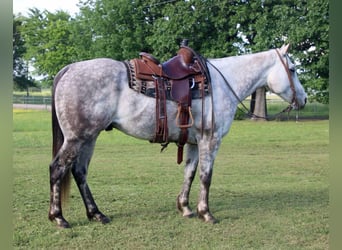 American Quarter Horse, Gelding, 7 years, 15,2 hh, Gray