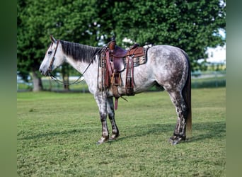 American Quarter Horse, Gelding, 7 years, 15,2 hh, Gray