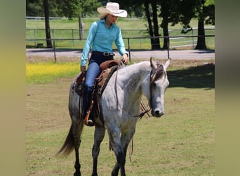 American Quarter Horse, Gelding, 7 years, 15,2 hh, Gray