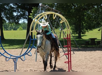 American Quarter Horse, Gelding, 7 years, 15,2 hh, Gray