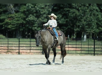 American Quarter Horse, Gelding, 7 years, 15,2 hh, Grullo