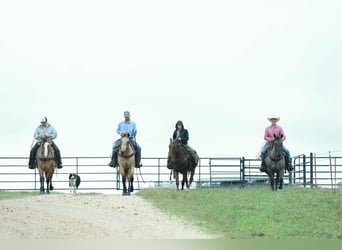 American Quarter Horse, Gelding, 7 years, 15,2 hh, Grullo