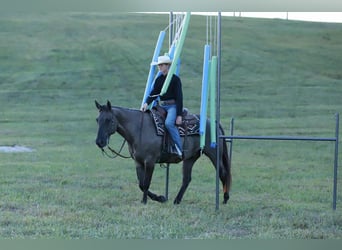 American Quarter Horse, Gelding, 7 years, 15,2 hh, Grullo