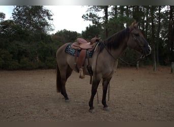 American Quarter Horse, Gelding, 7 years, 15,2 hh, Grullo