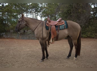 American Quarter Horse, Gelding, 7 years, 15,2 hh, Grullo