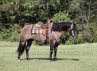 American Quarter Horse, Gelding, 7 years, 15,2 hh, Grullo