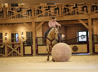 American Quarter Horse, Gelding, 7 years, 15,2 hh, Palomino