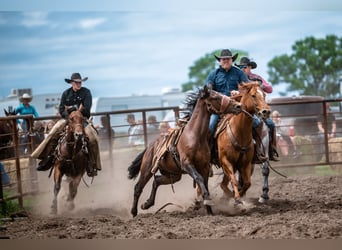 American Quarter Horse, Gelding, 7 years, 15,2 hh, Sorrel