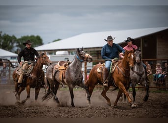 American Quarter Horse, Gelding, 7 years, 15,2 hh, Sorrel