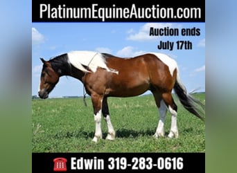 American Quarter Horse, Gelding, 7 years, 15,2 hh, Tobiano-all-colors