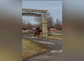 American Quarter Horse, Gelding, 7 years, 15,3 hh, Bay