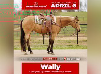 American Quarter Horse, Gelding, 7 years, 15,3 hh, Buckskin