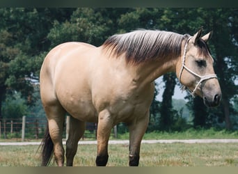 American Quarter Horse, Gelding, 7 years, 15,3 hh, Buckskin