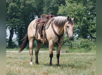 American Quarter Horse, Gelding, 7 years, 15,3 hh, Buckskin