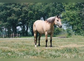 American Quarter Horse, Gelding, 7 years, 15,3 hh, Buckskin