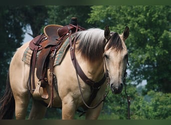 American Quarter Horse, Gelding, 7 years, 15,3 hh, Buckskin