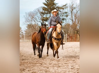 American Quarter Horse, Gelding, 7 years, 15,3 hh, Buckskin