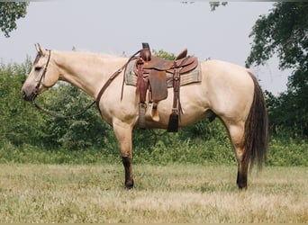 American Quarter Horse, Gelding, 7 years, 15,3 hh, Buckskin