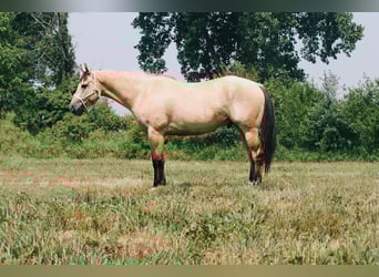 American Quarter Horse, Gelding, 7 years, 15,3 hh, Buckskin