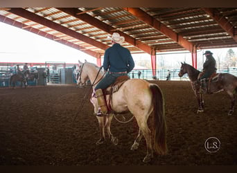 American Quarter Horse, Gelding, 7 years, 15,3 hh, Buckskin